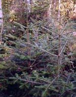 MSA ABIES PECTINATA 50 ML - Farmacia Rossi2 - Farmacia Rossi 