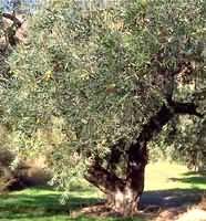 MSA OLEA EUROPEA 50 ML - Farmacia Rossi2 - Farmacia Rossi 