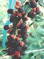 MSA RUBUS FRUCTICOSU 50 ML - Farmacia Rossi2 - Farmacia Rossi 