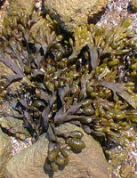 TSA FUCUS VESICULOSUS 50 ML - Farmacia Rossi2 - Farmacia Rossi 