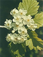 TSA CRATAEGUS OXYCANTHIA 50 ML - Farmacia Rossi2 - Farmacia Rossi 