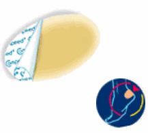 COMPEED VESCICHE CEROTTI FORMATO MEDIO 5 PEZZI - Farmacia Rossi2 - Farmacia Rossi 