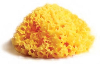 SPUGNA NATURALE MEDITERRANEA LABORATORI ATENEI 16 - Farmacia Rossi2 - Farmacia Rossi 